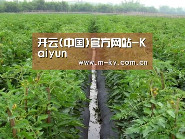 种植基地三